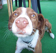 La cagnolina Maffy!